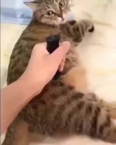 CaT iS fUcKiNg StAbBeD aNd ScReAmS iN pAiN