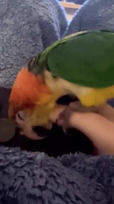 Trying to play video games with a baby parrot. (OC)