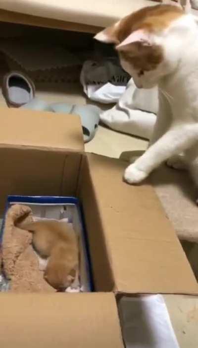 touch the kitten