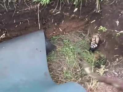 Ukrainian soldiers recapture their trench from a Marbled Polecat