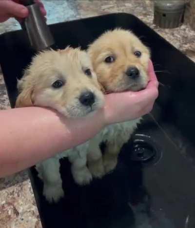 Cute puppers