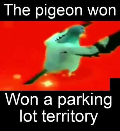 What a lucky pigeon