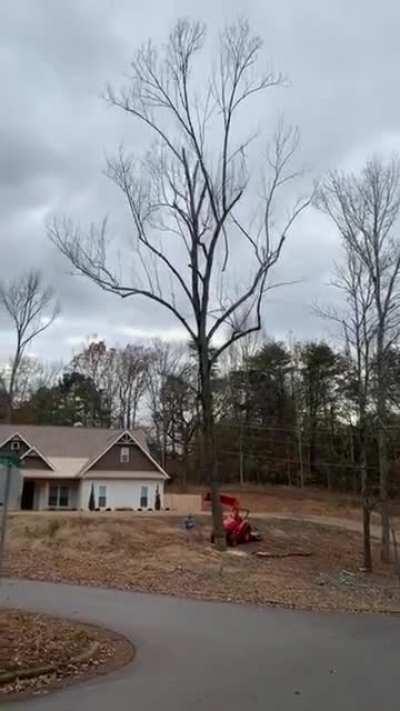 Dead tree brutally falls