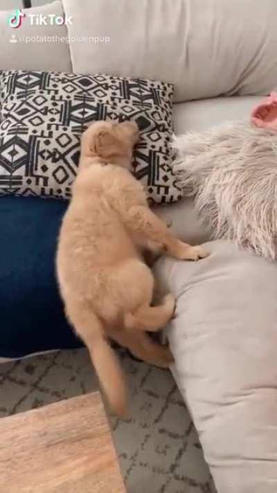 Woof_irl