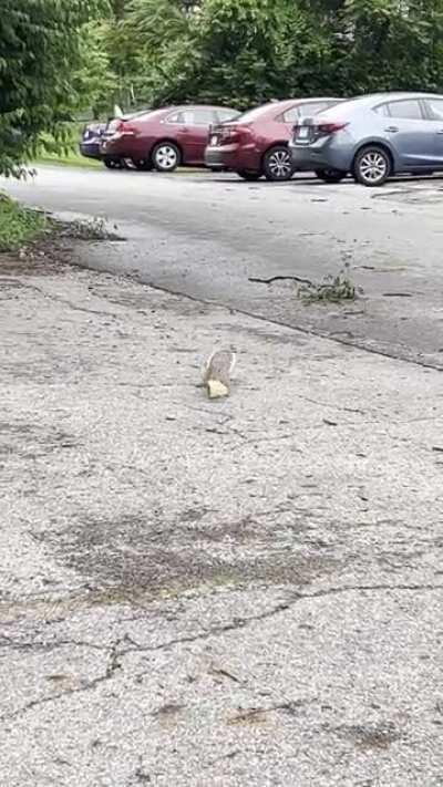 In New York they have pizza rats, but in Ohio we have pizza squirrels instead …