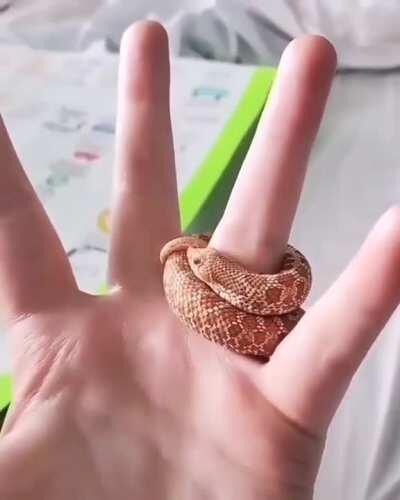 Little hognose makes the best ring