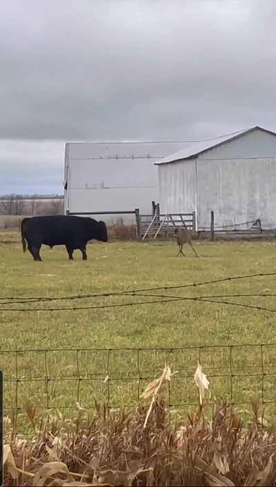 A whitetail buck challenging a bull in Central Illinois