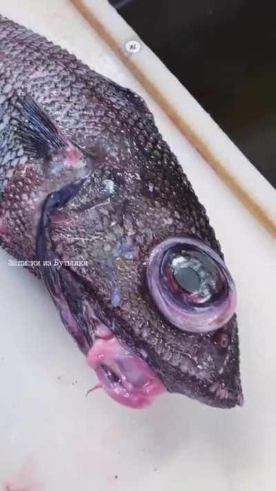 Russian Fisherman Discovers Peculiar Looking Deep Sea Fish With Bulging Eyeballs. 