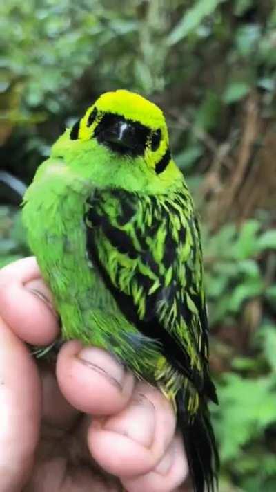 🔥 Emerald Tanager