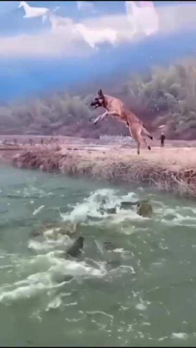 horse is just horse but When dog is where