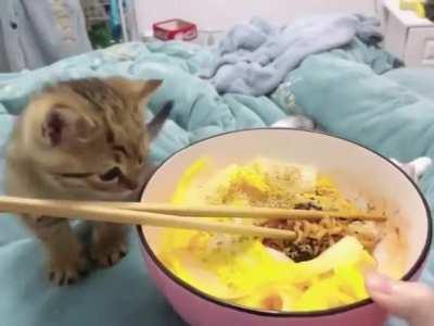 Angy kitten after failed attempt to steal the food