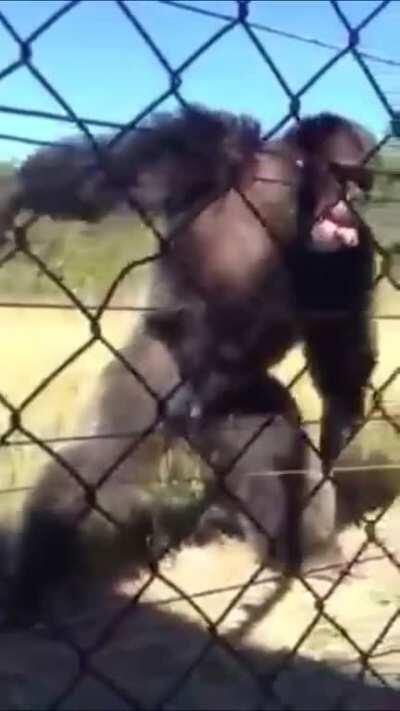 Chimpanzee clapping on beat