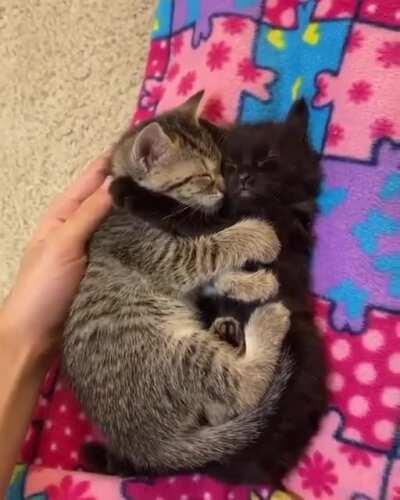 Smol cuddles