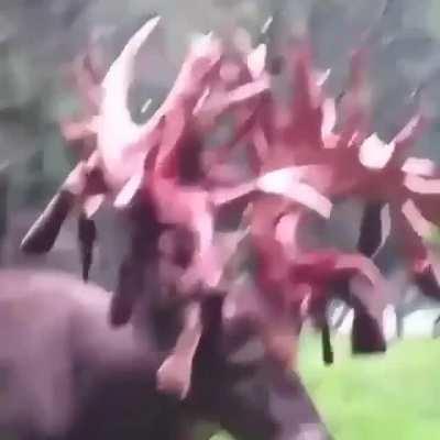 🔥 A buck shedding the velvet from its antlers