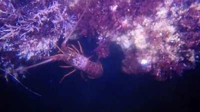 This video of a California Spiny Lobster never fails to make me giggle as it descends.