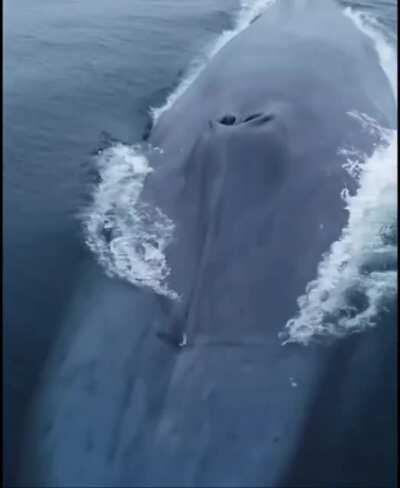 Blue whale surfacing. Sound on🔊