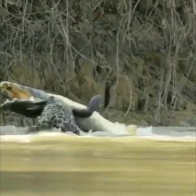 A jaguar catching caiman.