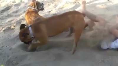 Kid disturbs a dog on the beach