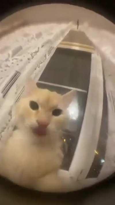 Cat Screams into Camera./-