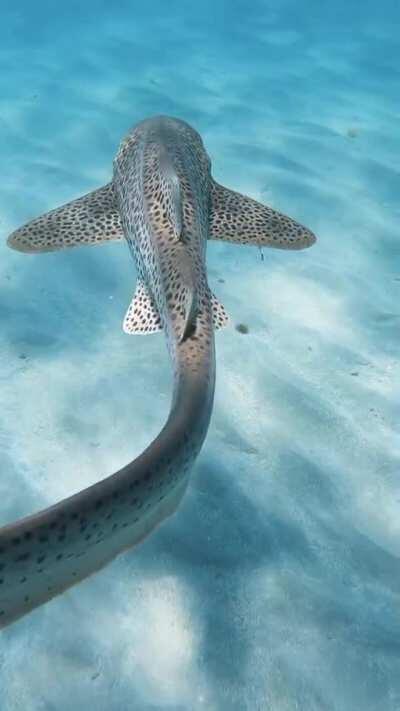 🔥 Leopard Shark