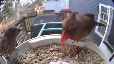 Medicallty, I can’t figure out why this cardinal’s right leg translucent. The foot is confirmed paralyzed, but appears to still have circulation, as she has been this way for over a month with no necrosis. (Details in comments)