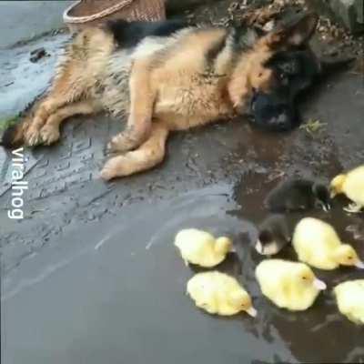 oh to be a german shepherd guarding a bunch of ducklings