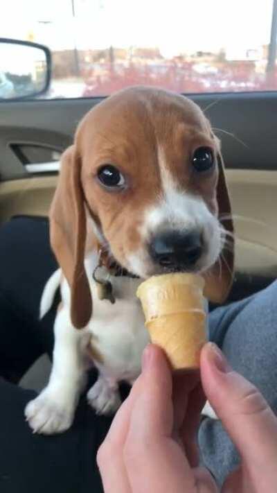 Free pupcone!