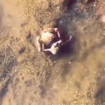 a male crab protects his wife