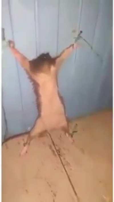 What the rat do?