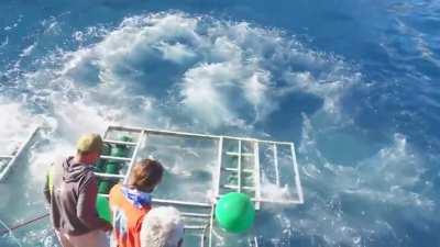 Great White shark cage breach