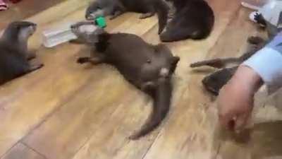 Otters begging for spins