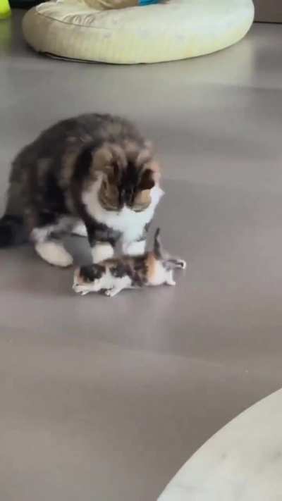 Kitten takes her first steps and mom is more than excited