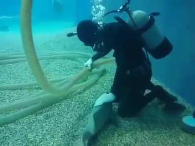 Every time this tank cleaner cleans out the aquarium, this fish swims over to him looking for pets