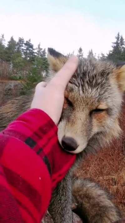 Love of a Fox