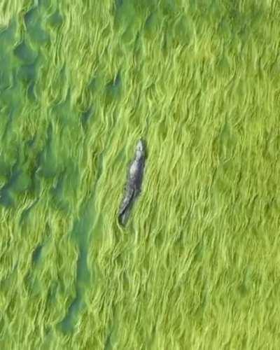 🔥 Crocodile swimming in sea of grass