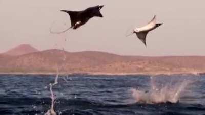 🔥 Mobula Rays Leaping Up In The Air 🔥