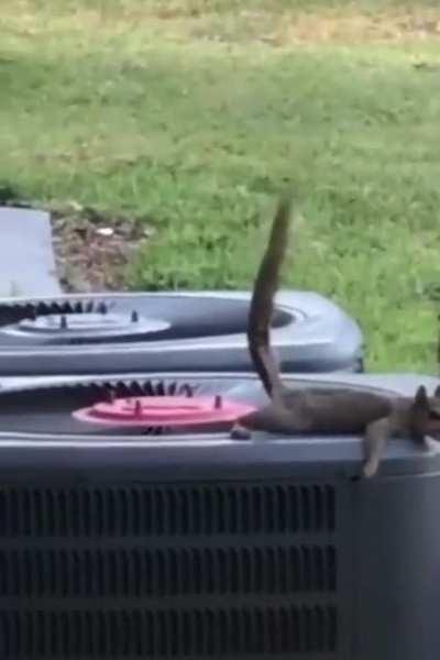 Squirrel’s airborne shit lands on his buddy