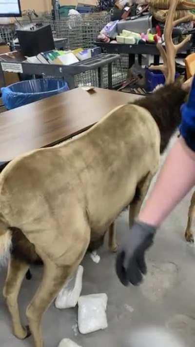 My brother inspects donations as they come into a donation center. As he was inspecting a bunch of huge stuffed animals he felt a plastic bag inside one, so he had another employee turn on their camera…