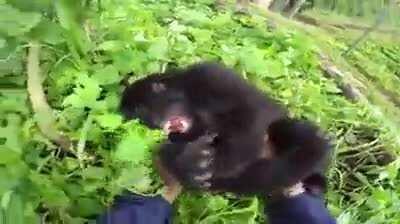 Ticklish baby gorilla