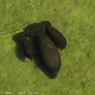 Manatee with twin calves at her sides (credit: SeeThroughCanoe)