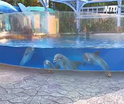 Dolphins in amazement for seeing squirrels for the first time