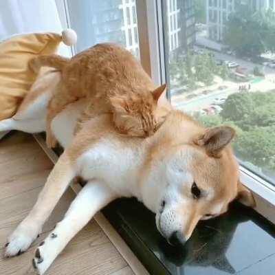 Animalsbeingbeds