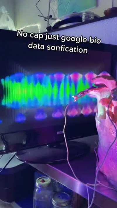 By measuring microcurrent fluctuations occurring across the surface of this mushroom, this Biodata Sonification device generates videos and sound so we can hear the invisible biological processes occurring within plants.