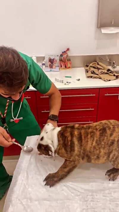 He makes vet visit look easy