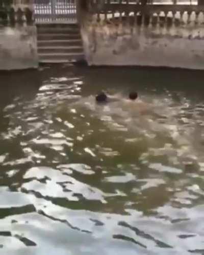 Human Pretends To Drown To See If His Dog Would Save Him