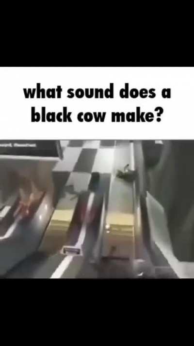 Cow