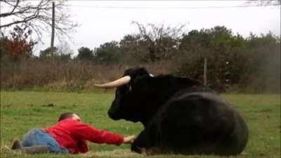 Fadjen, a bull who was rescued before he could die in a fighting ring. A chill post-Christmas post.