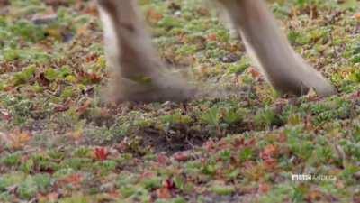 Ethiopian Wolf Blows down burrow to catch prey.