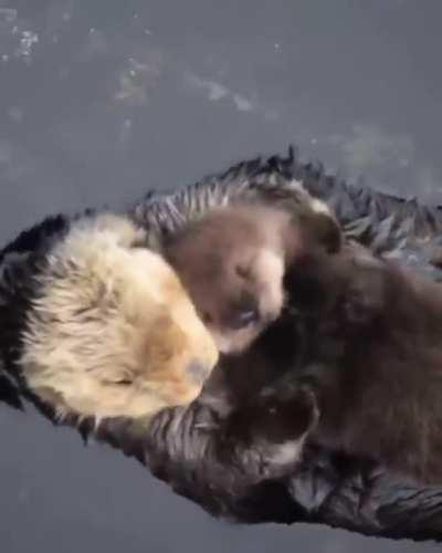 Momma sea otter making sure her pup is comfy