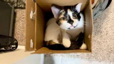 Cocoa the calico in her box